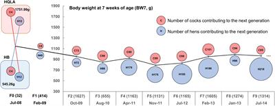 Genetic Dissection of Growth Traits in a Unique Chicken Advanced Intercross Line